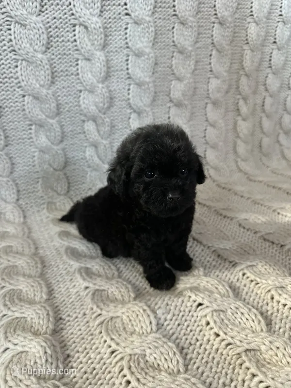 Luna – Maltipoo, Poodle - Toy  puppy for sale in Murrieta, CA