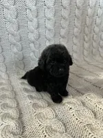 Luna, a female Maltipoo and Poodle - Toy  for sale in Murrieta, CA – 1 of 3