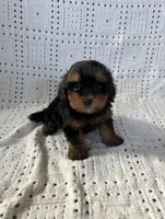 Charlie, a female Maltipoo and Poodle - Toy  for sale in Murrieta, CA – 2 of 2