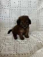 Daisy, a female Maltipoo and Poodle - Toy  for sale in Murrieta, CA – 2 of 2