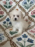 Charlie , a male Maltipoo and Poodle - Toy  for sale in Murrieta, CA – 2 of 2