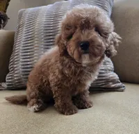 Ted, a male Maltipoo and Poodle - Toy  for sale in Murrieta, CA – 3 of 3