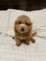 Max, a male Maltipoo for sale in Temecula, CA – 2 of 2