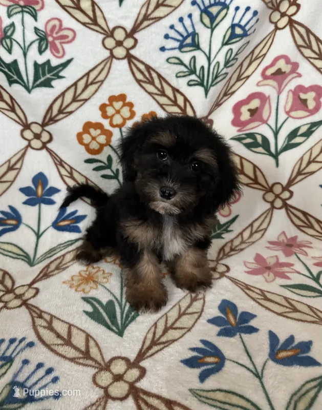 Lulu – Maltipoo, Poodle - Toy  puppy for sale in Murrieta, CA