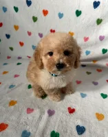 processed/ff2fb892-ca07-4675-a47f-45d7e0434d18/listing/9d215570-8830-49ca-b958-430ad7c3c599/2b311bf9-6216-4e43-8978-52de836295b4