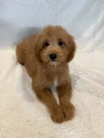 Bear, a male Goldendoodle and Miniature Goldendoodle for sale in Murrieta, CA – 2 of 2