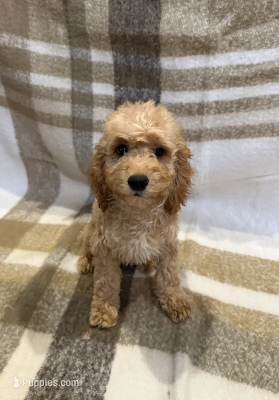 Max – Goldendoodle, Miniature Goldendoodle puppy for sale in Temecula, CA