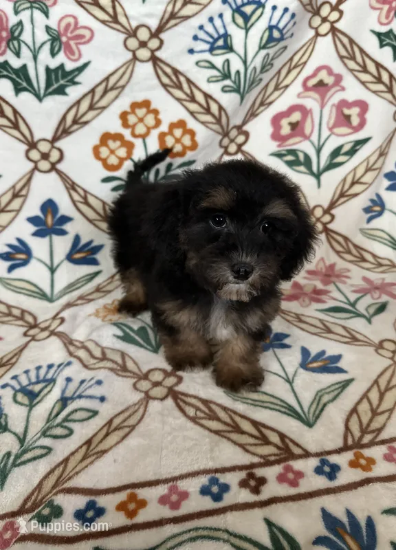 Luna – Maltipoo, Poodle - Toy  puppy for sale in Murrieta, CA