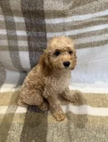 Max, a male Goldendoodle and Miniature Goldendoodle for sale in Temecula, CA – 2 of 2