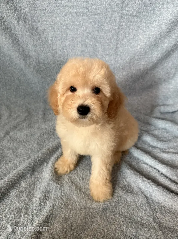 Charlie  – Goldendoodle, Miniature Goldendoodle puppy for sale in Murrieta, CA