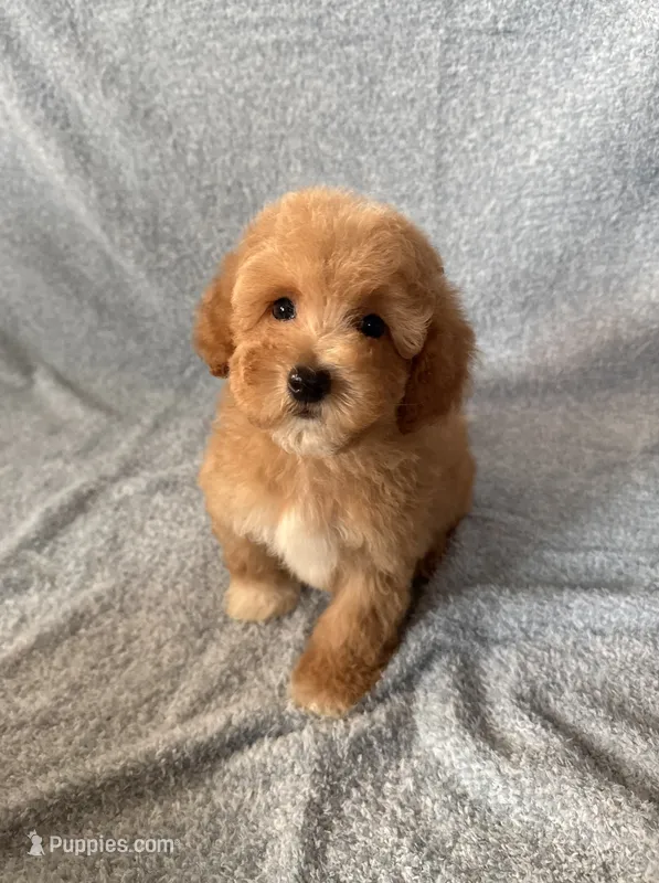 Max – Goldendoodle, Miniature Goldendoodle puppy for sale in Murrieta, CA