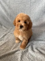 Max, a male Goldendoodle and Miniature Goldendoodle for sale in Murrieta, CA – 1 of 2