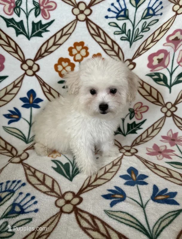 Charlie  – Maltipoo, Poodle - Toy  puppy for sale in Murrieta, CA