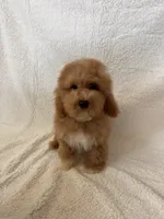 Ted, a male Goldendoodle and Miniature Goldendoodle for sale in Murrieta, CA – 2 of 2