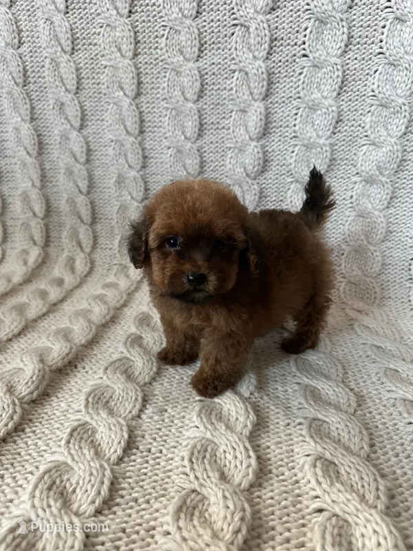 Daisy – Maltipoo, Poodle - Toy  puppy for sale in Murrieta, CA