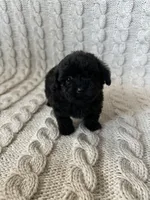Max, a male Maltipoo and Poodle - Toy  for sale in Murrieta, CA – 2 of 3