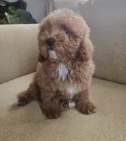 Ted, a male Maltipoo and Poodle - Toy  for sale in Murrieta, CA – 2 of 3