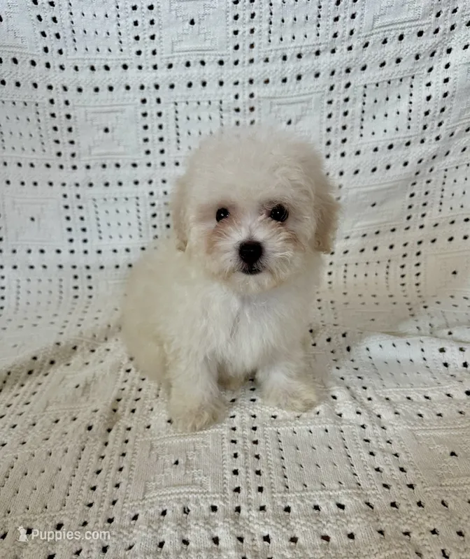 Milo – Maltipoo, Poodle - Toy  puppy for sale in Murrieta, CA