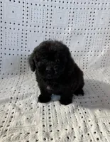 Coco, a female Maltipoo and Poodle - Toy  for sale in Murrieta, CA – 2 of 2