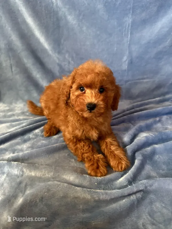 Max – Goldendoodle, Miniature Goldendoodle puppy for sale in Murrieta, CA