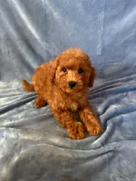 Max, a male Goldendoodle and Miniature Goldendoodle for sale in Murrieta, CA – Photo 1 of 2