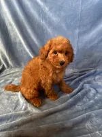 Max, a male Goldendoodle and Miniature Goldendoodle for sale in Murrieta, CA – Photo 2 of 2