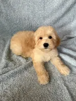 Charlie , a male Goldendoodle and Miniature Goldendoodle for sale in Murrieta, CA – 2 of 2