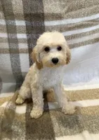 Buddy , a male Goldendoodle and Miniature Goldendoodle for sale in Temecula, CA – 2 of 2