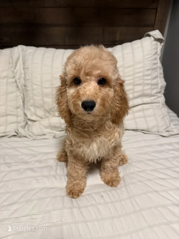 Bear, a male Maltipoo for sale in Temecula, CA – 1 of 2