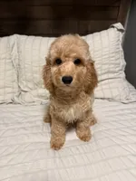 Bear, a male Maltipoo for sale in Temecula, CA – 1 of 2
