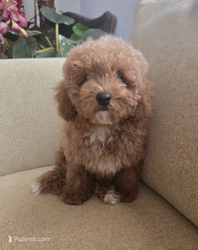Ted – Maltipoo, Poodle - Toy  puppy for sale in Murrieta, CA