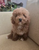 Ted, a male Maltipoo and Poodle - Toy  for sale in Murrieta, CA – 1 of 3