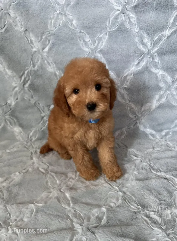Daisy – Maltipoo, Poodle - Toy  puppy for sale in Murrieta, CA