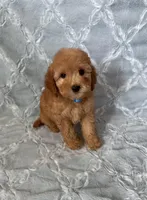 Daisy, a female Maltipoo and Poodle - Toy  for sale in Murrieta, CA – Photo 1 of 3