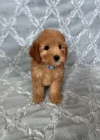 Daisy, a female Maltipoo and Poodle - Toy  for sale in Murrieta, CA – Photo 2 of 3