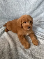 Marley, a male Goldendoodle and Miniature Goldendoodle for sale in Murrieta, CA – 2 of 2