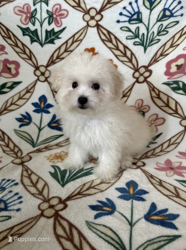Charlie – Maltipoo, Poodle - Toy  puppy for sale in Murrieta, CA