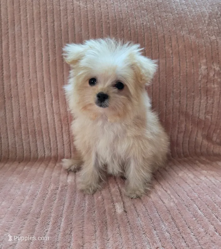 Lulu – Maltipoo, Maltipom puppy for sale in Murrieta, CA