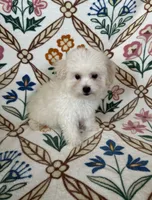 Charlie, a male Maltipoo and Poodle - Toy  for sale in Murrieta, CA – 2 of 2