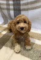 Marley, a male Goldendoodle and Miniature Goldendoodle for sale in Temecula, CA – 2 of 2