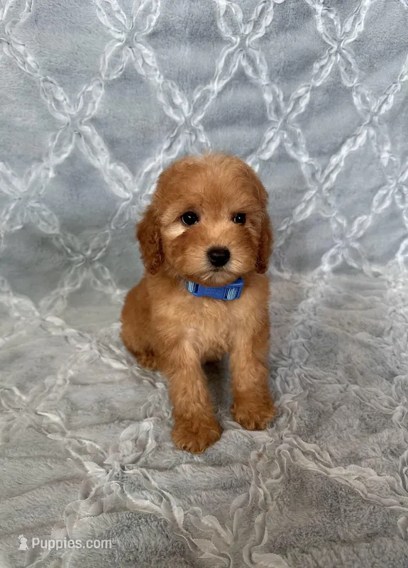 Max – Maltipoo, Poodle - Toy  puppy for sale in Murrieta, CA