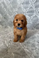 Max, a male Maltipoo and Poodle - Toy  for sale in Murrieta, CA – Photo 1 of 3