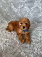 Max, a male Maltipoo and Poodle - Toy  for sale in Murrieta, CA – Photo 3 of 3