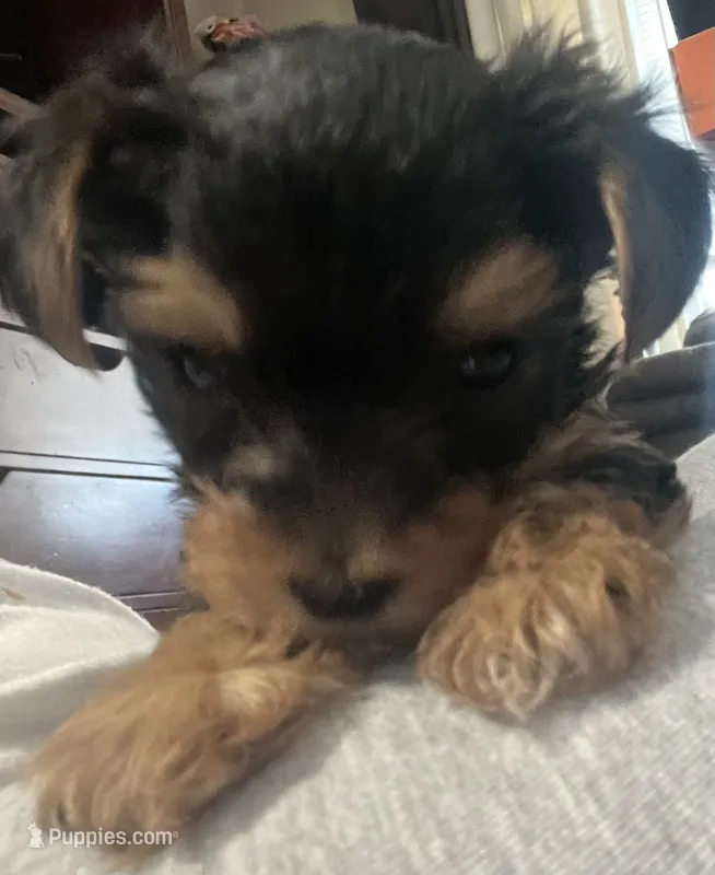 Boy – Yorkshire Terrier puppy for sale in Cincinnati, OH