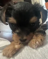 Boy, a male Yorkshire Terrier for sale in Cincinnati, OH – 1 of 7