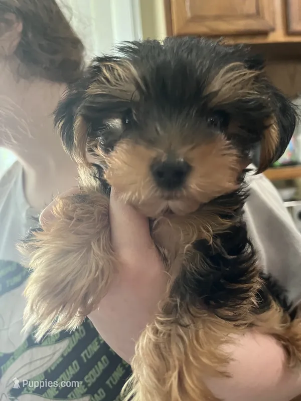 Boy – Yorkshire Terrier puppy for sale in Cincinnati, OH