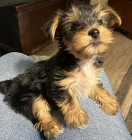 Girl, a female Yorkshire Terrier for sale in Cincinnati, OH – 2 of 6