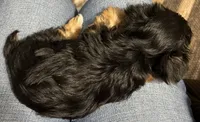 Boy, a male Yorkshire Terrier for sale in Cincinnati, OH – 4 of 7