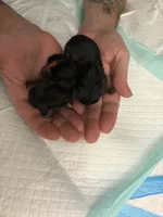 Boy, a male Yorkshire Terrier for sale in Cincinnati, OH – 5 of 7