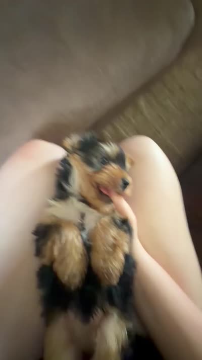 Yorkie parti male ckc, a male Yorkshire Terrier for sale in Cincinnati, OH – 3 of 4